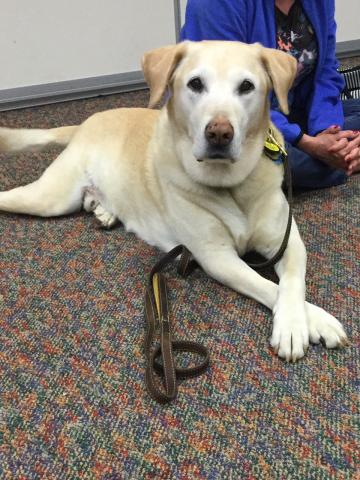 white lab dog