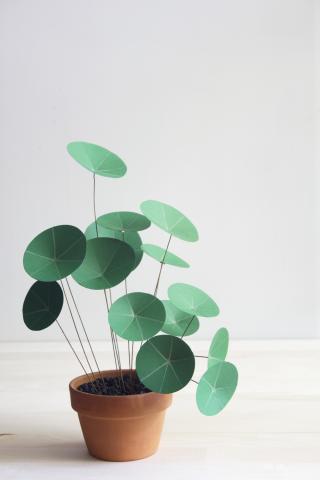 paper pilea in terracotta pot