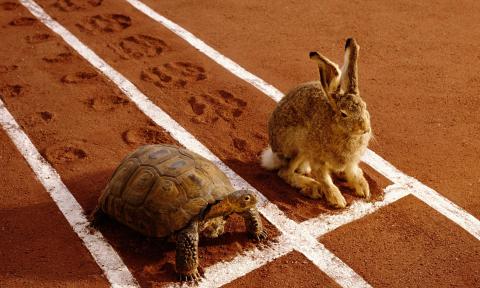 tortoise and hare at starting line