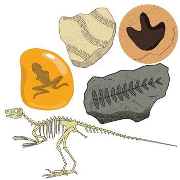 clip art of various fossils