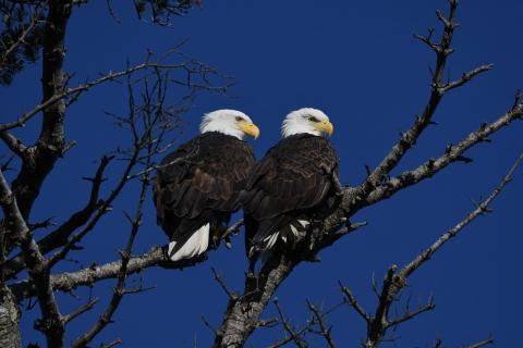 bald eagles eagle bird animal bird of prey raptor wildlife predator plumage nature falconry beak feathers flight wings birdwatching avian