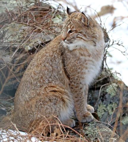 A photo of a bobcat on a snowy rock looking to the left. 