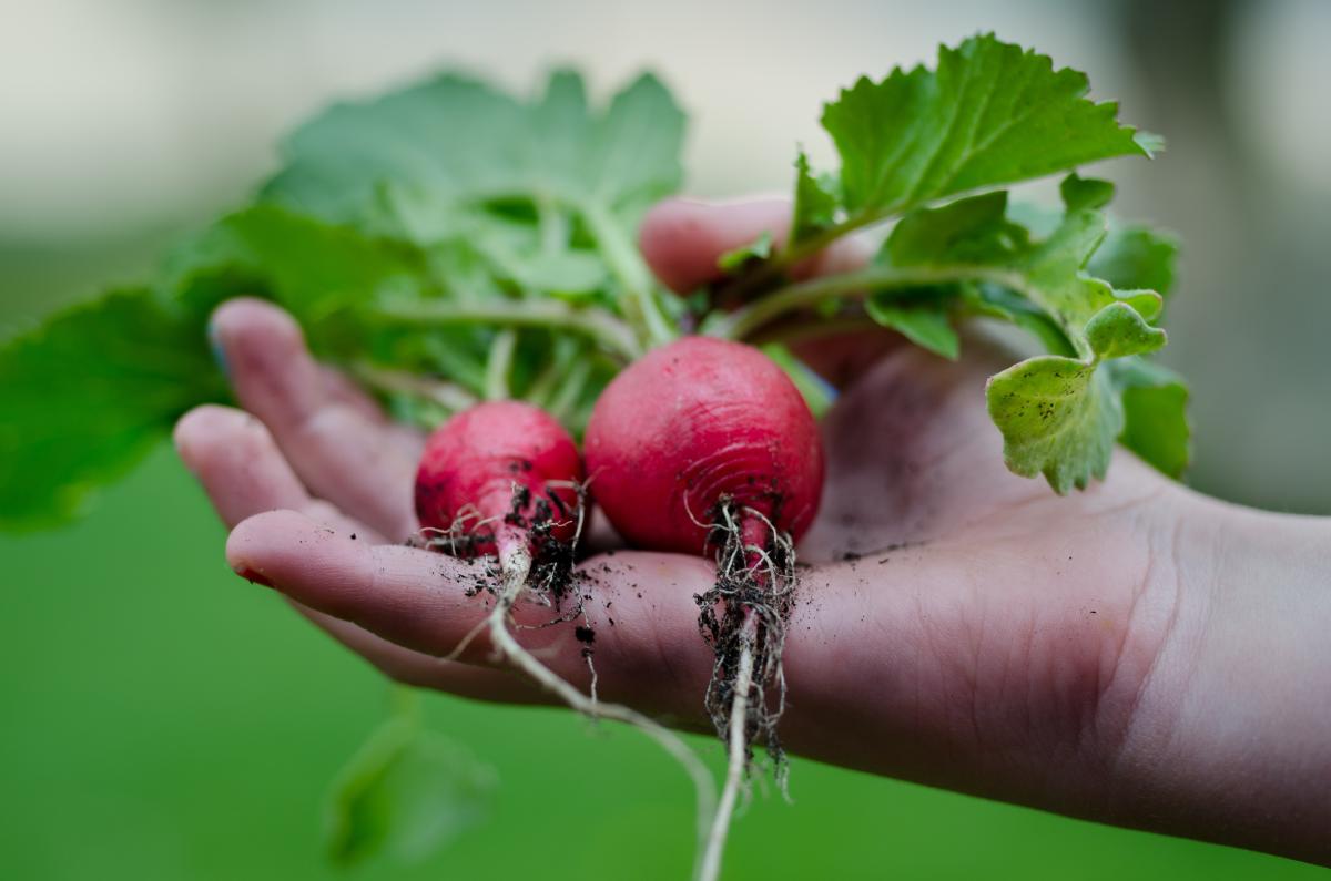 Hand holding radishes