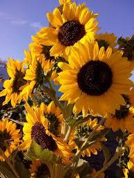 sunflowers in a field