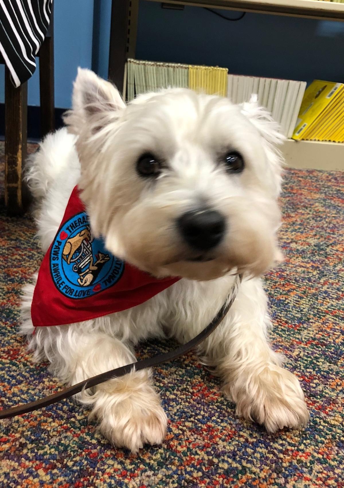 photo of white westie dog