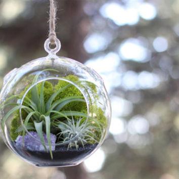 air plant mini terrarium