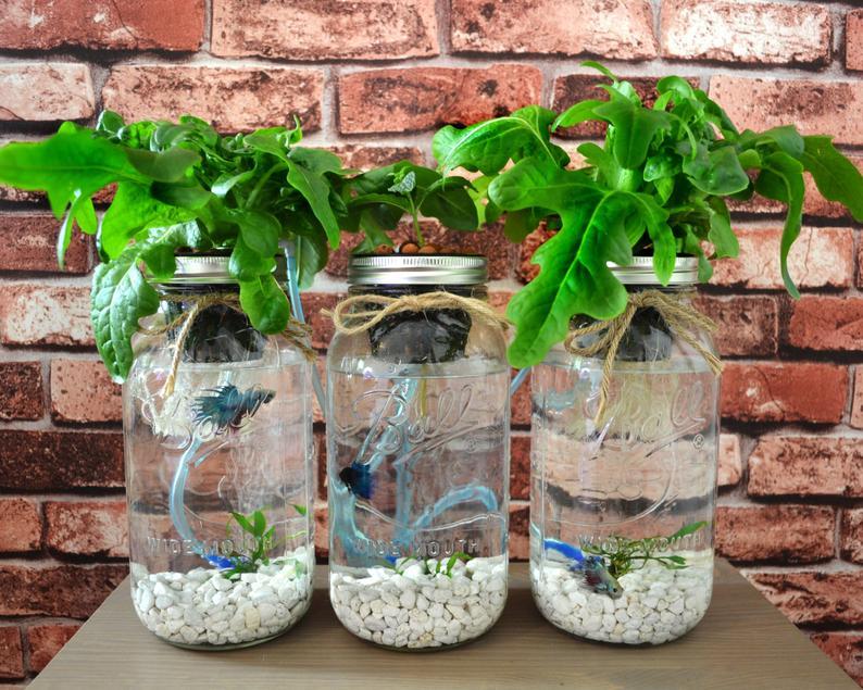 Mason Jar Hydroponics