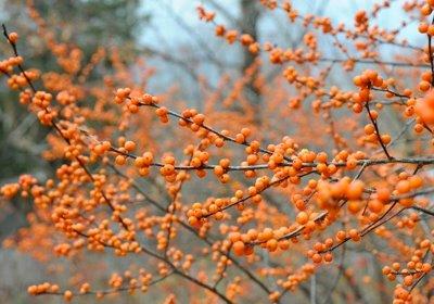 trees in winter