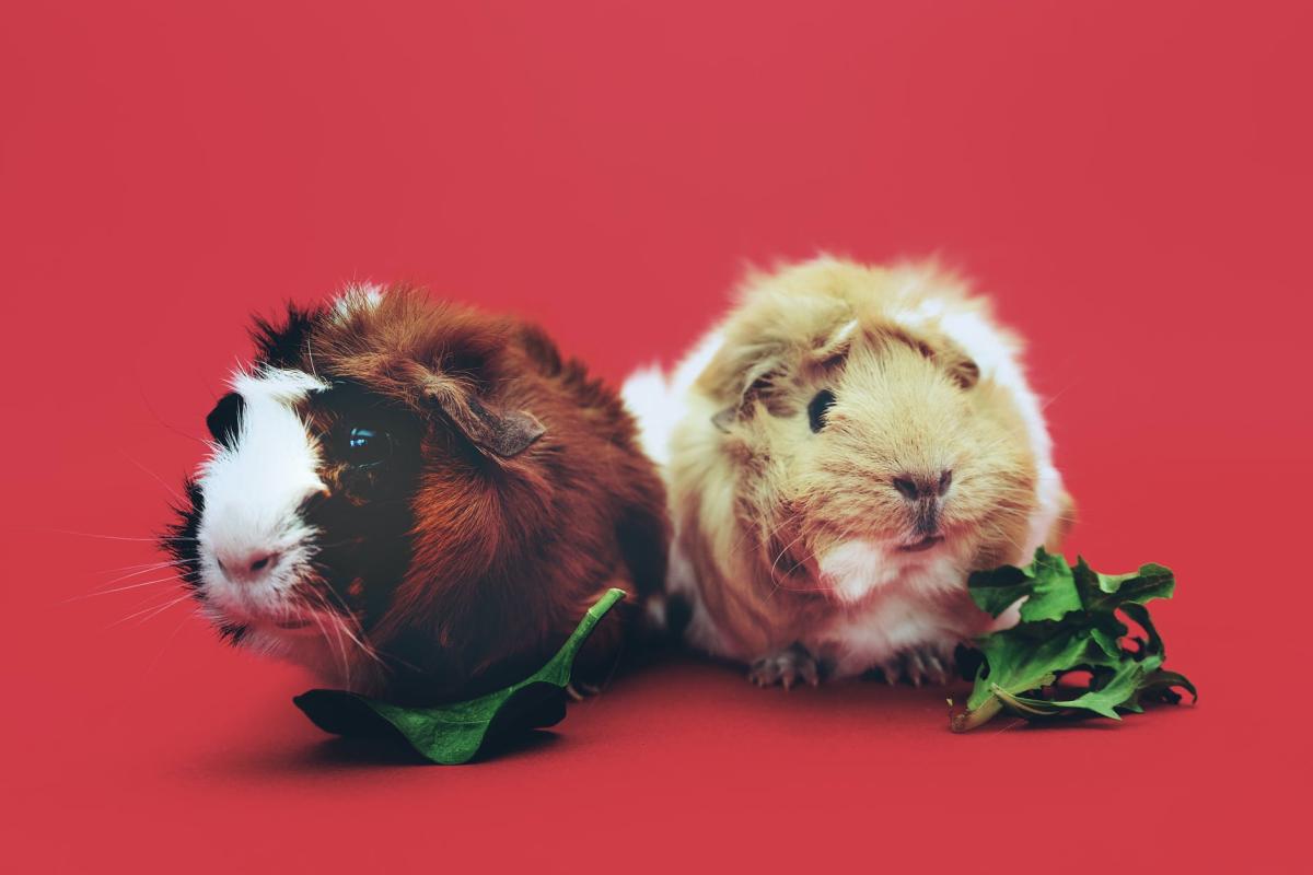 guinea pigs