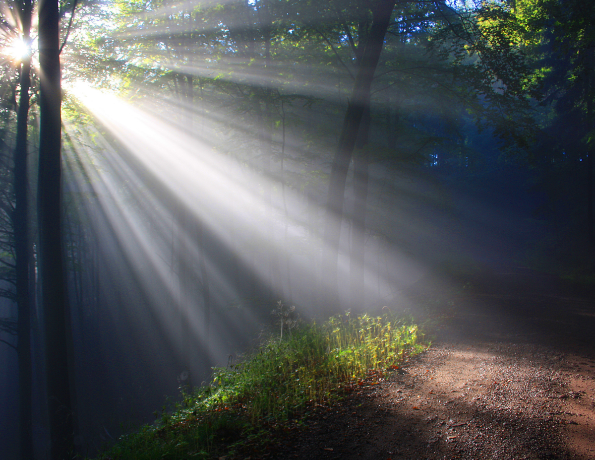 light filtered through trees