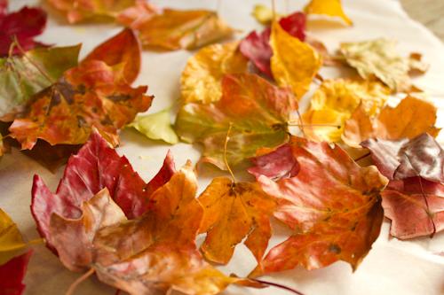 beeswax leaves