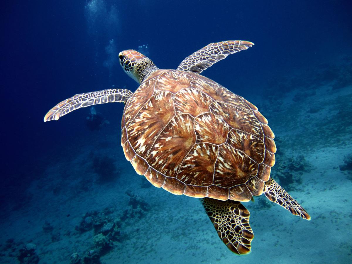 sea turtle