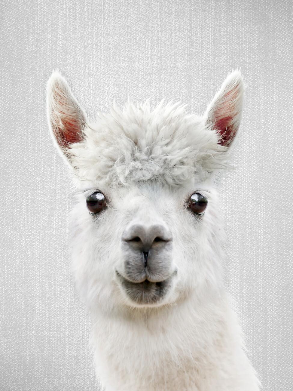 white llama